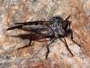 Neoitamus socius